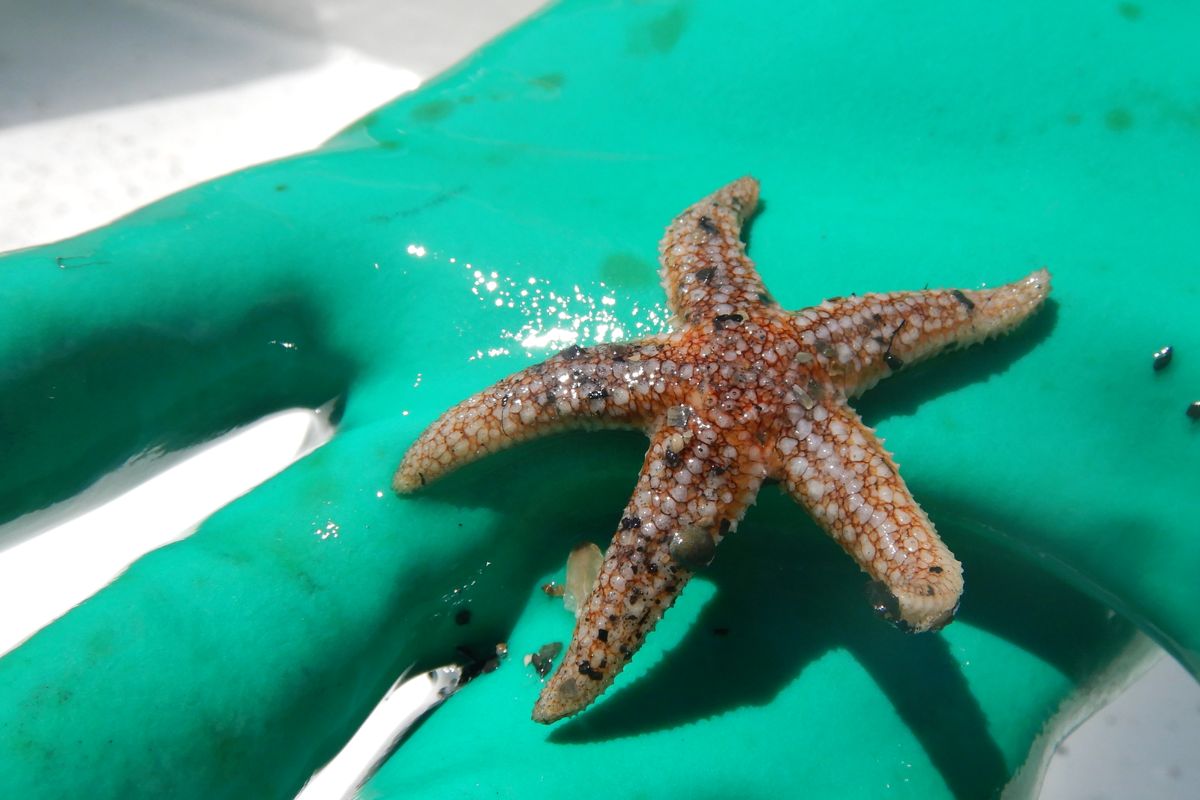 Starfish