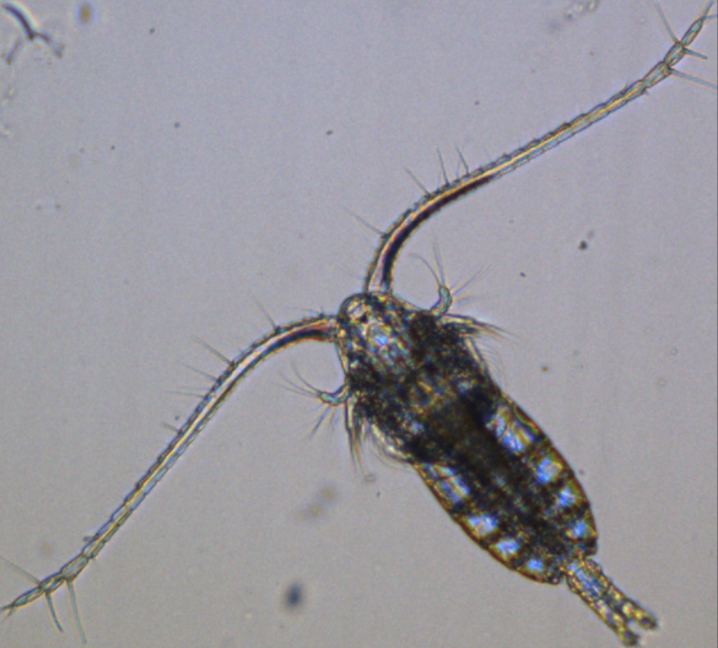 Zooplankton